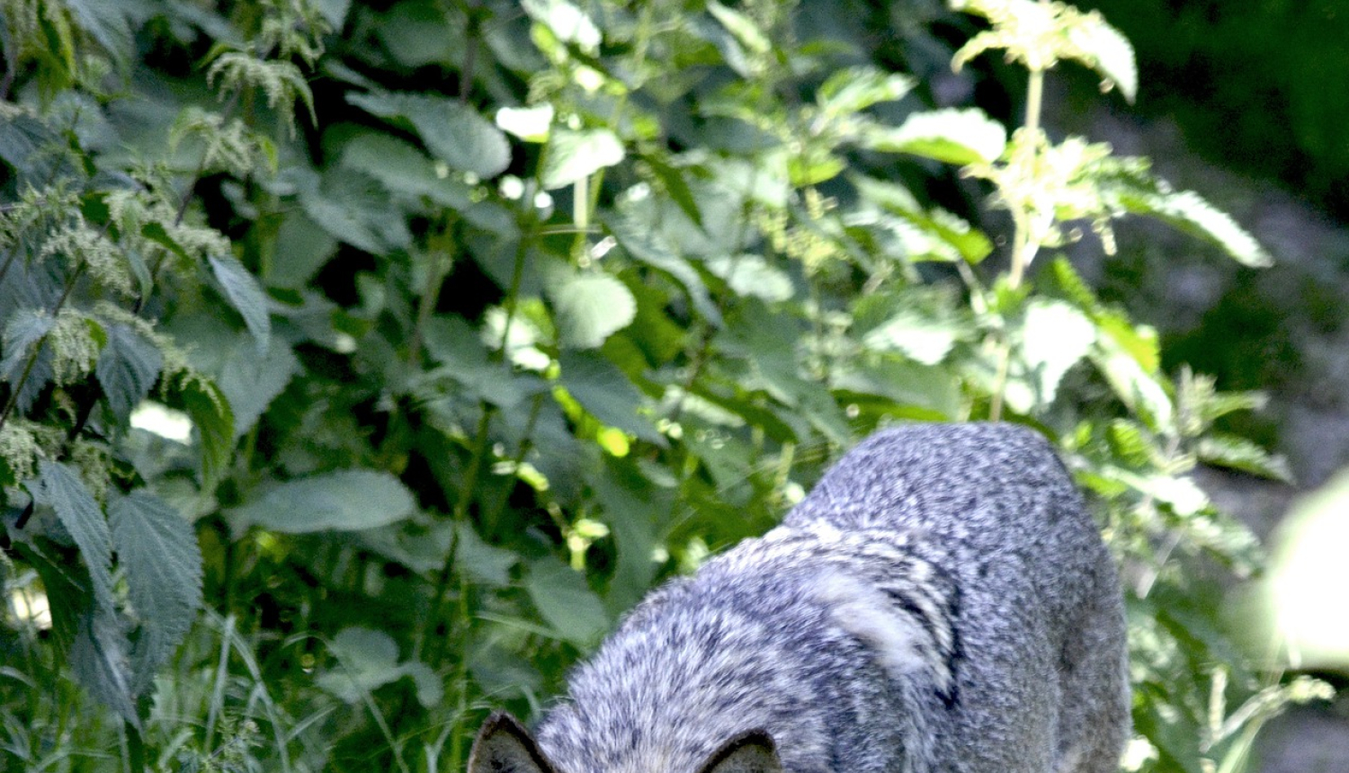 Kā rīkoties, ja konstatēts lielā plēsēja uzbrukums mājlopiem?