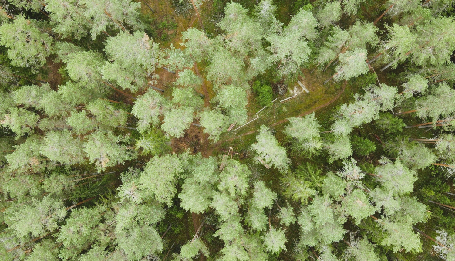 Mežs skats no augšas vasarā