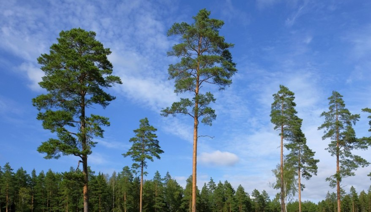 LAD apstiprina projektu “Jaunaudžu retināšana Valkas pilsētas mežos”