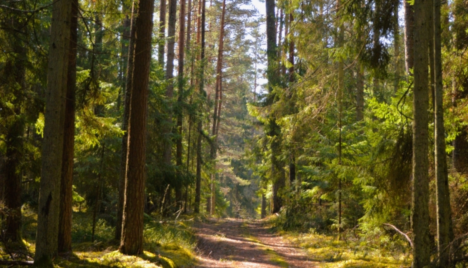 Mežs ar taku pa vidu