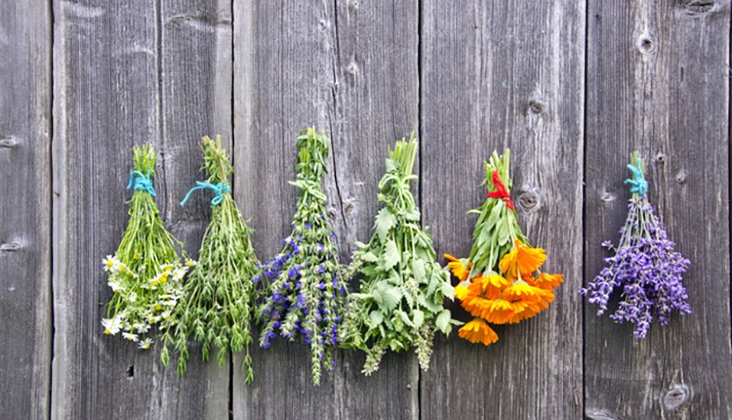 Seminārs – meistarklase “Augi visapkārt un to izmantošana”