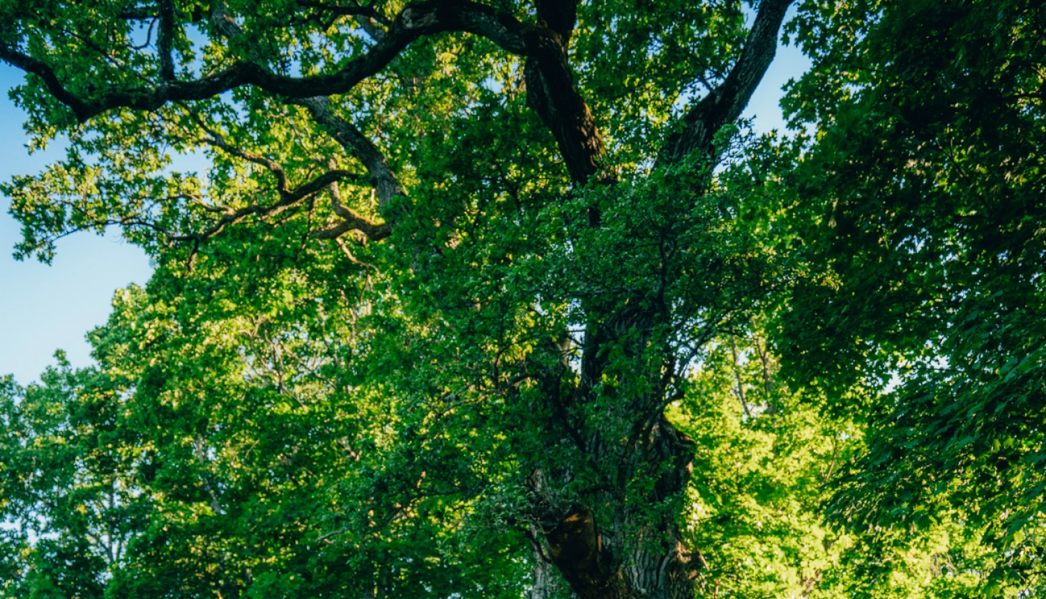 Aicinām cilvēkus nobalsot par Eiropas gada koku 2023