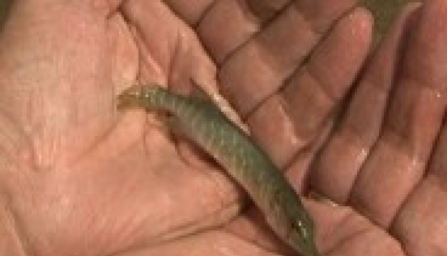 Pieņemts lēmums par līdaku mazuļu ielaišanu Bērzezerā un Salainī