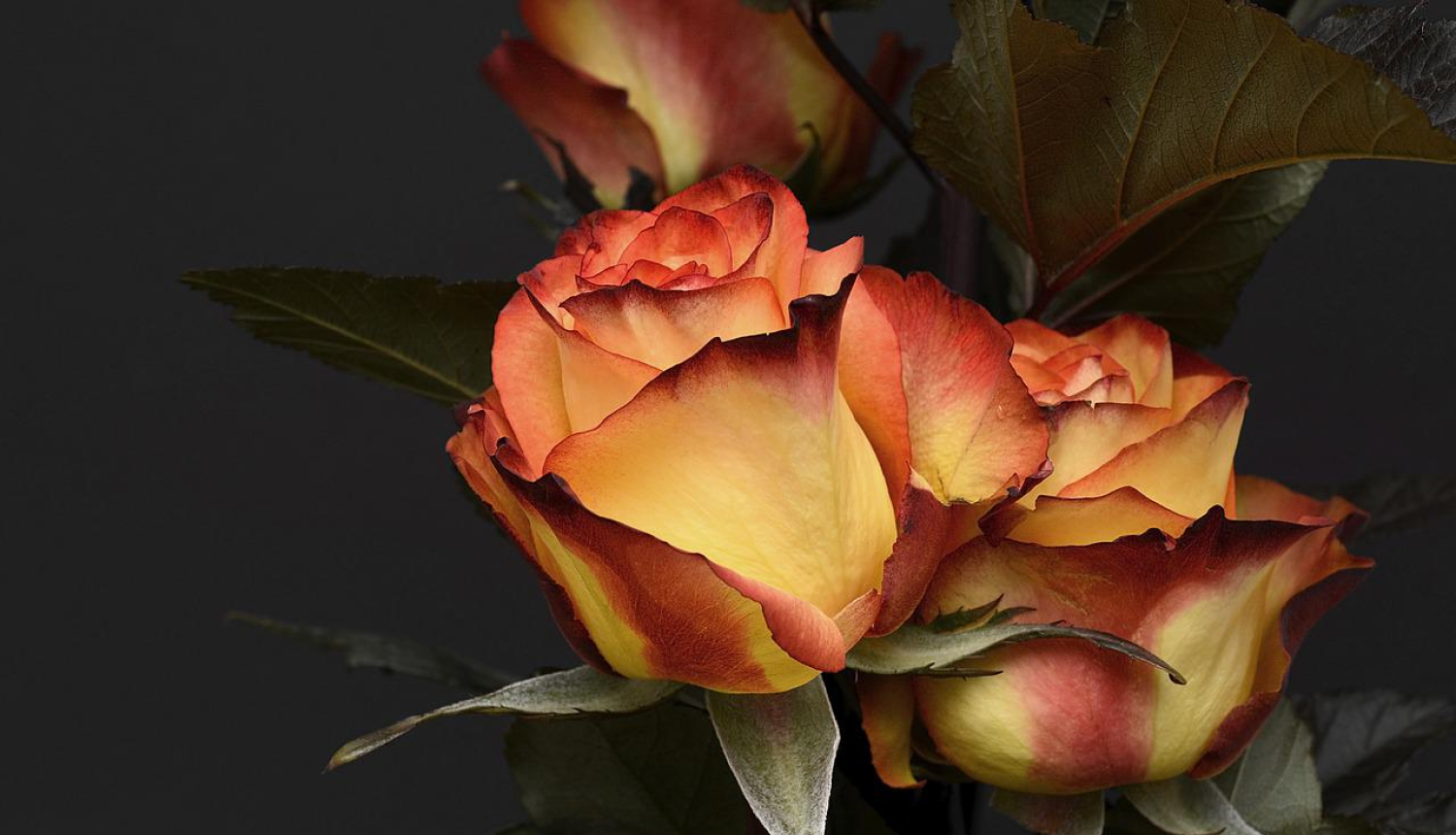 Noslēgušās Latvijas amatierteātru iestudējumu skates “Gada izrāde 2021” reģionu skates