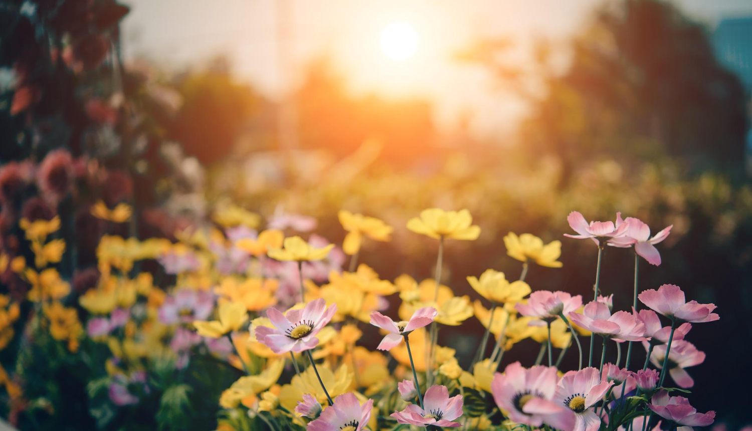Glifosātu saturošu augu aizsardzību līdzekļu lietošanas prasības kļuvušas stingrākas