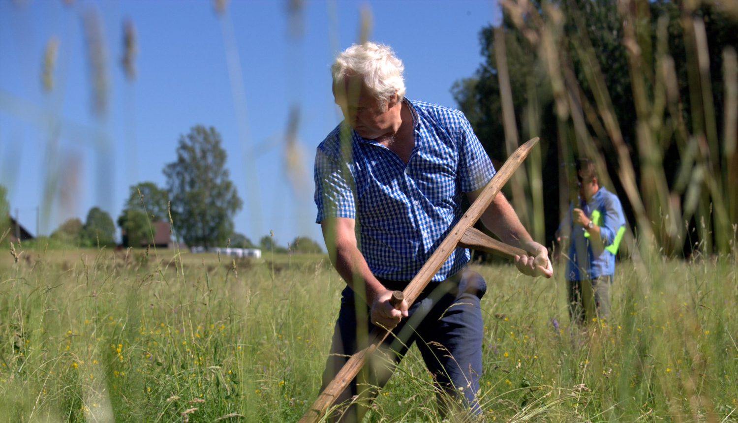Līgo svētku priekšvakarā Kārķos norisināsies tradicionālās izkapts pļaušanas sacīkstes un citas aktivitātes