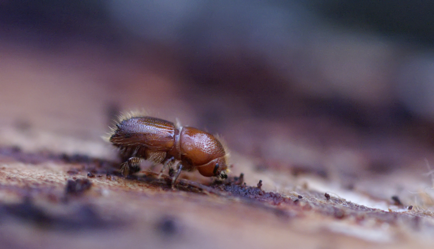 Palielinās egļu astoņzobu mizgraužu savairošanās risks. Ko darīt un ko nedarīt meža īpašniekam?