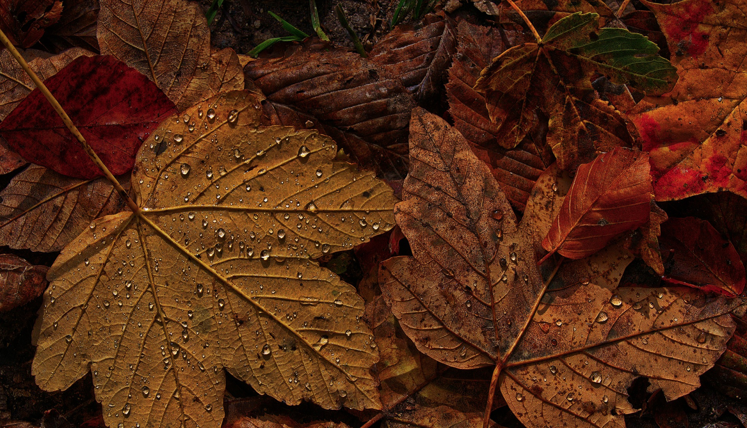 Pagarinām iespēju Valkas pilsētas privātmāju iedzīvotājiem pieteikties lapu savākšanai līdz 4. novembrim