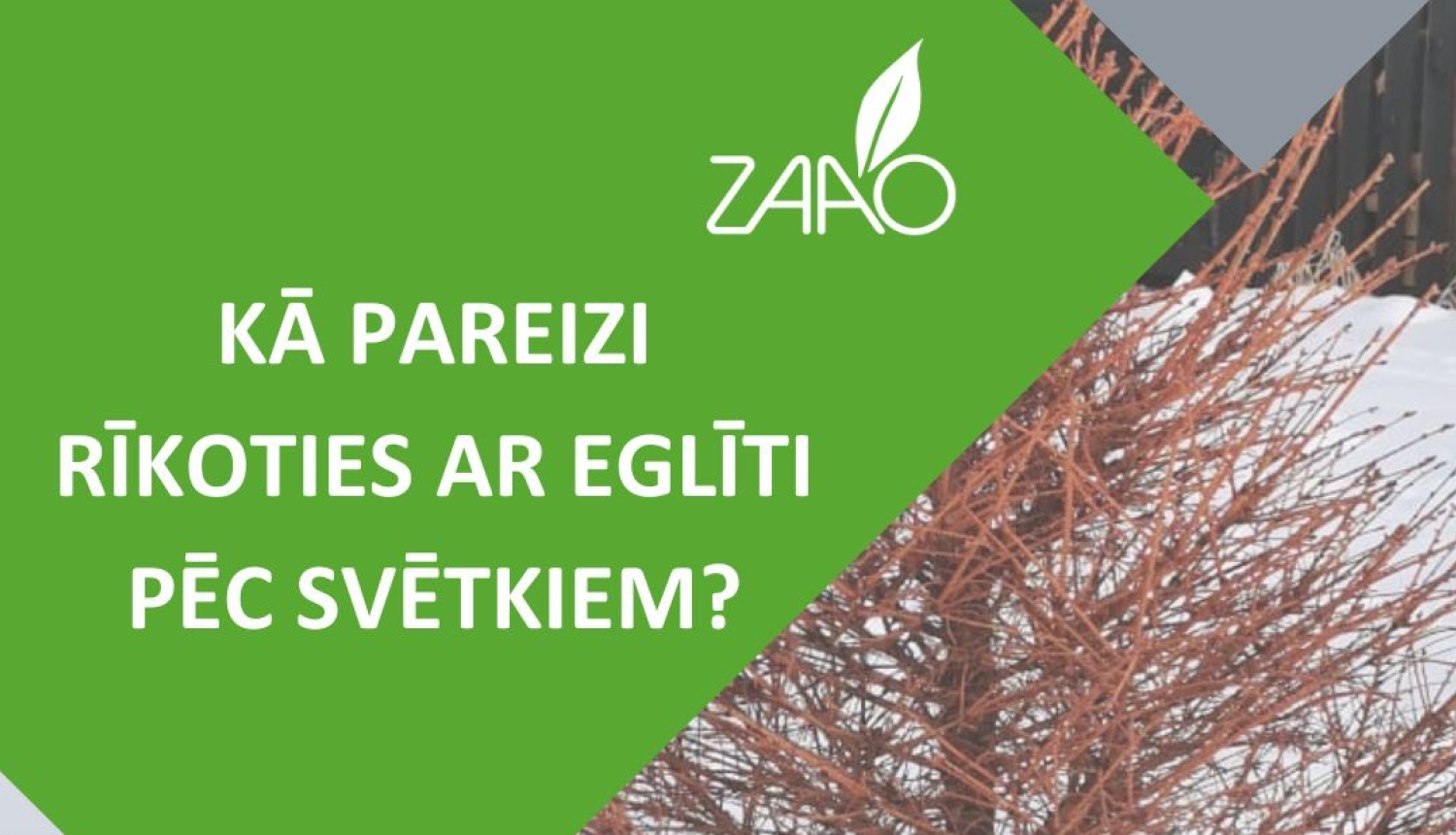 Kā pareizi rīkoties ar eglīti pēc svētkiem?