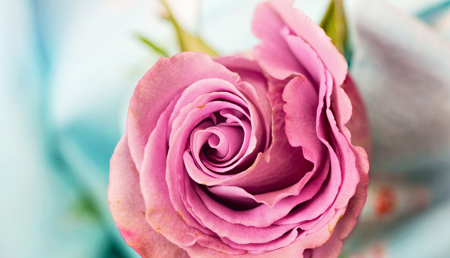 Sirsnīgi sveicam Starptautiskajā sieviešu dienā!