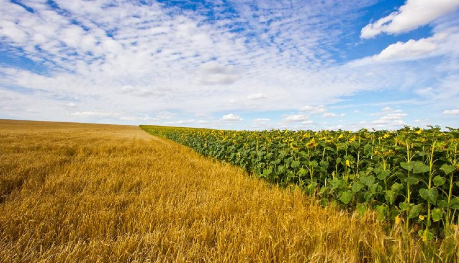 Neapstrādāta lauksaimniecības zeme