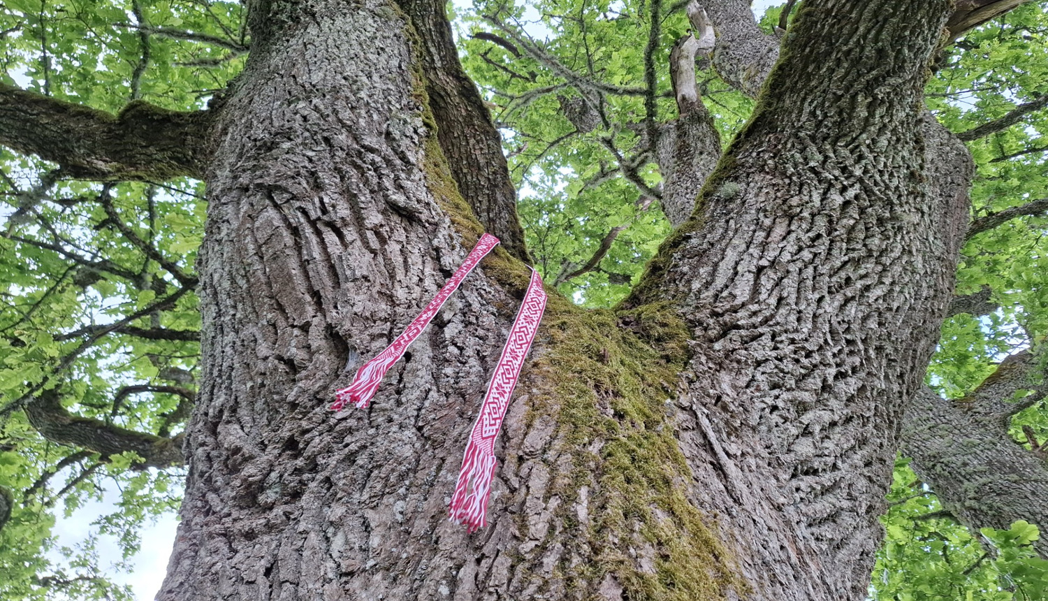 Ozols ar atutisku jostu