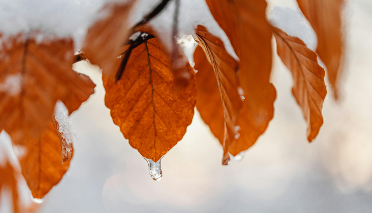 Lietus lāses uz koka lapām