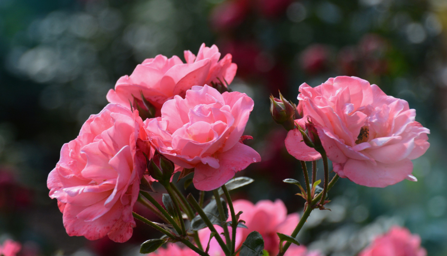 Rozes