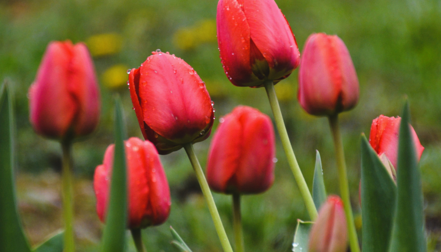 Sarkanas tulpes