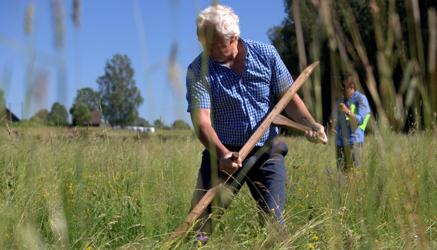 Līgo svētku priekšvakarā Kārķos norisināsies tradicionālās izkapts pļaušanas sacīkstes un citas aktivitātes